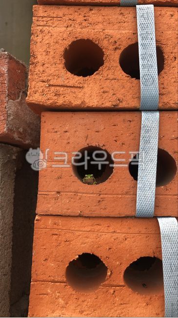 brick,벽돌,개구리,참개구리,주황