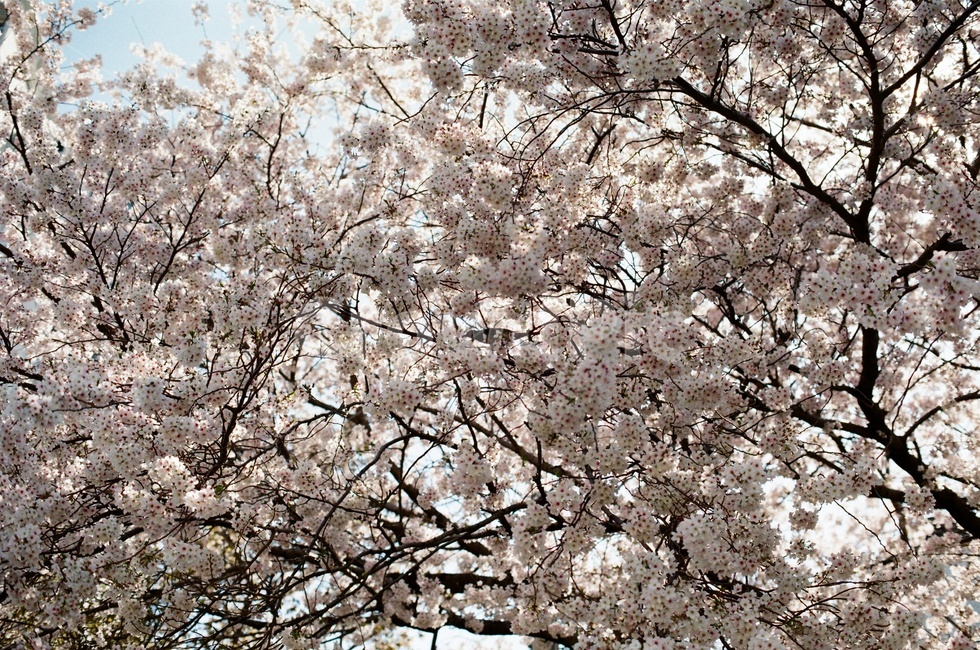 벚꽃,꽃,봄,체리블러썸,벚꽃놀이,꽃놀이,필름사진