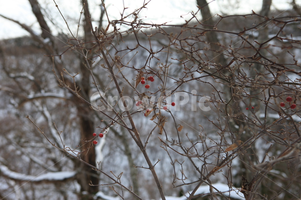 겨울,추움,앙상함,열매,눈,겨울,계절,winter,season,식물,자연,plants,nature,과일,열매,fruit