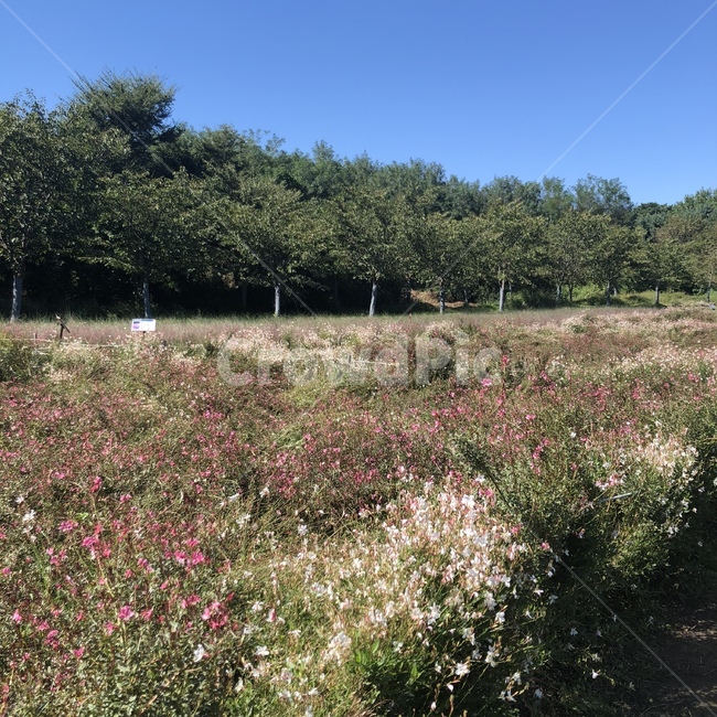 꽃,자연,봄,여름,하늘,나무,자연,풍경,nature,landscape