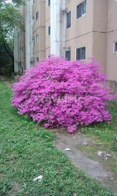 식물,꽃,분홍,5월,아파트,식물,자연,plants,nature,꽃,flower