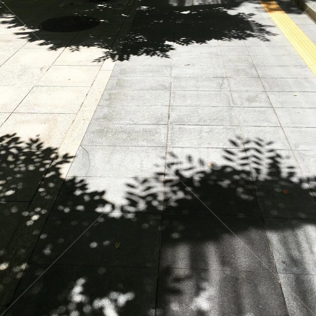 그림자,나뭇잎,가로수,나무,자연,실루엣,그림자,silhouette,shadow