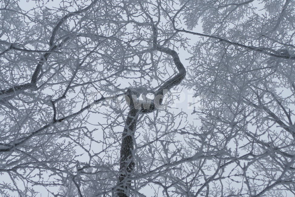 한라산,겨울산,설산,눈내린산,눈꽃,겨울,계절,winter,season,자연,풍경,nature,landscape,outdoors,옥외