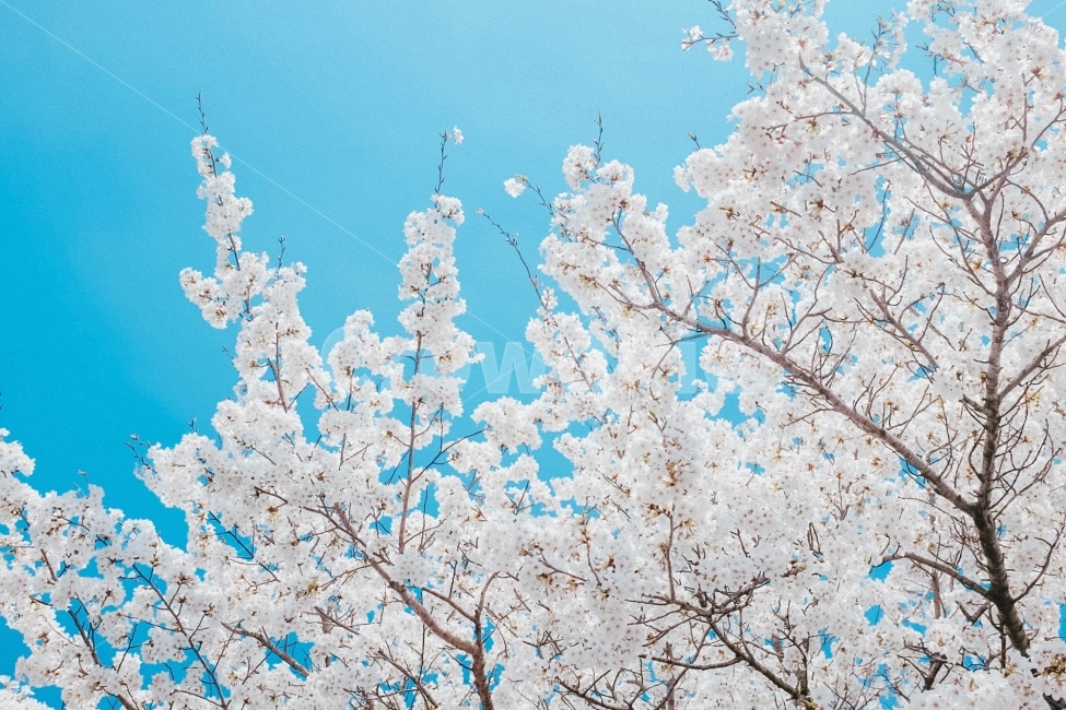 스냅,감성사진,필름,필름느낌,필카,벚꽃,벚꽃축제,벚꽃여행,봄,계절,여행,국내여행,봄,계절,spring,season,식물,자연,plants,nature,나무,trees,wood,감성,sensible,feeling,색깔,색상,색채,색감,color sense,color sensitivity,feeling of color,plant,blossom,꽃,flower