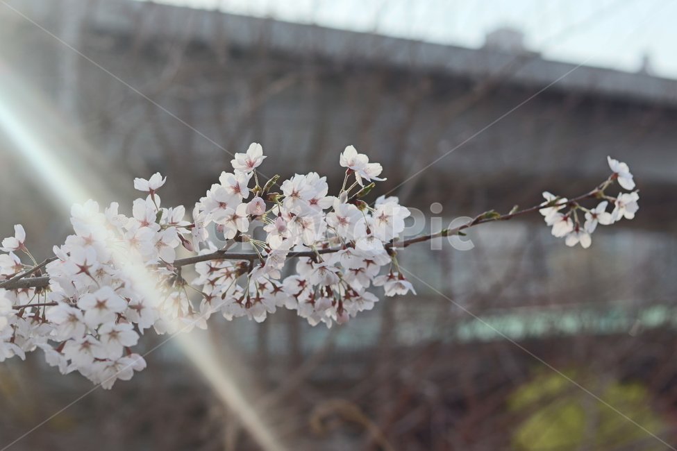 빛번짐,봄,벚꽃,맑은날,4월,봄,계절,spring,season,식물,자연,plants,nature,꽃,flower,plant