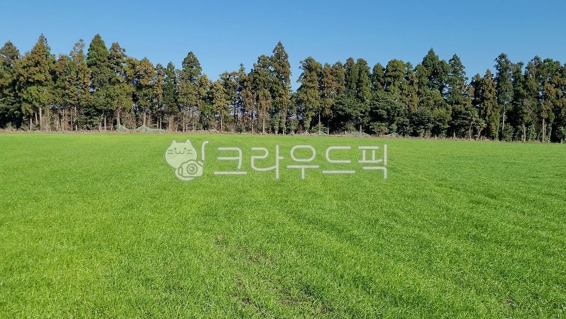 제주도,제주,제주도경치,오름,사려니숲길,사려니,나무,자연,녹색,tree,prairie,green,풀밭,녹차,차밭,찻잎,leaf,잎,clearness,clear,sky,하늘,경치,유네스코,jeju,세계유산,들판,싱그러움,푸초록빛,맑음,부드러움,특별함,섭지코지,성산일출봉