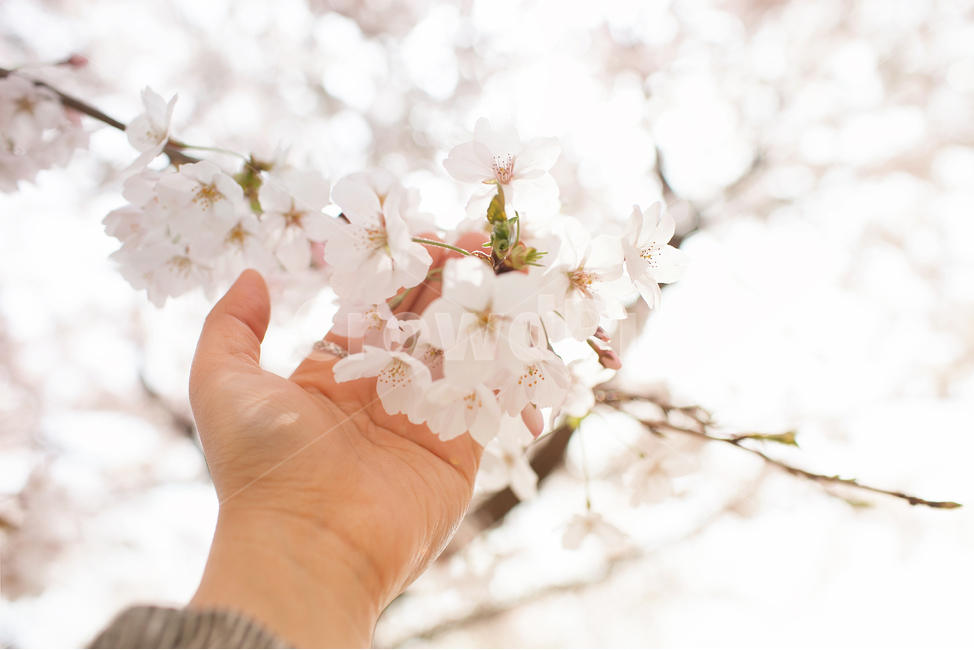 plant,식물,flower,꽃,blossom,사람,손,식물,자연,plants,nature
