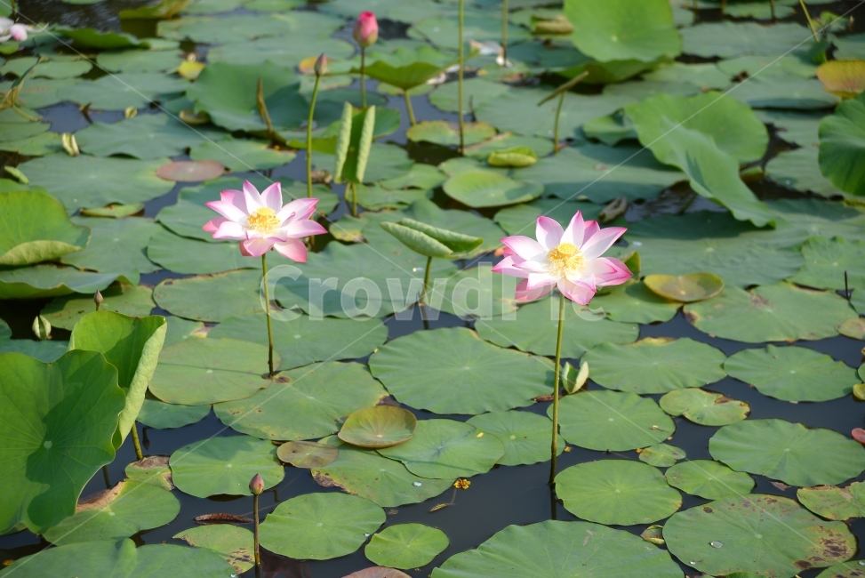 꽃,자연,ㅊ,풍경,자연풍경,식물,자연,plants,nature,꽃,flower
