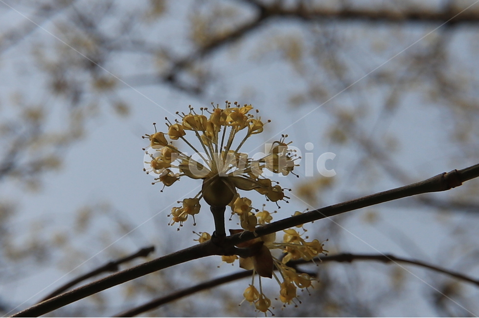 봄,산수유,꽃,spring,flower,봄,계절,spring,season,식물,자연,plants,nature,꽃,flower,plant,blossom