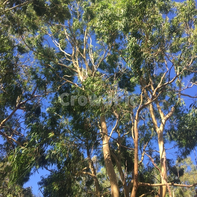 나무,호주,코알라,퍼스,하늘,자연,풍경,nature,landscape,나무,trees,wood,tree,plant,식물,tree trunk,나무 줄기
