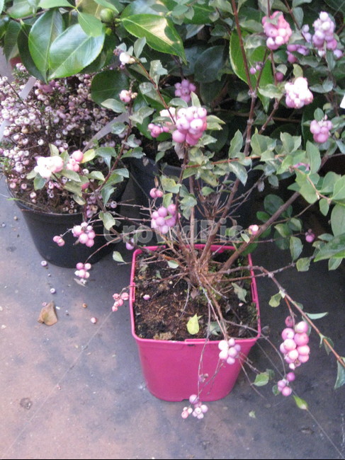 outdoors,야외,화분,핑크,분홍,pink,plant,식물