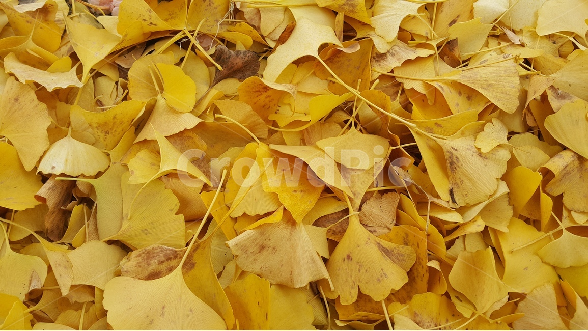 가을,단풍,노랑,노란색,칼라,색깔,color,yellow,은행잎,잎사귀,이파리,식물,plants,나무,tree,은행나무,자연,nature,autumn,fall,season,계절,10월,october,남자의계절,쓸쓸,쓸쓸한,쓸쓸함,한국가을,한국자연,사계절,4계절,폰사진,폰샷,스냅,snap,감성,감상사진,힐링,힐링사진,healing,feel,feeling,느낌,concept,컨셉,콘셉,오브젝트,object,korea,코리아,가을,계절,fall,autumn,season,식물,자연,plants,nature,leaf,잎,plant