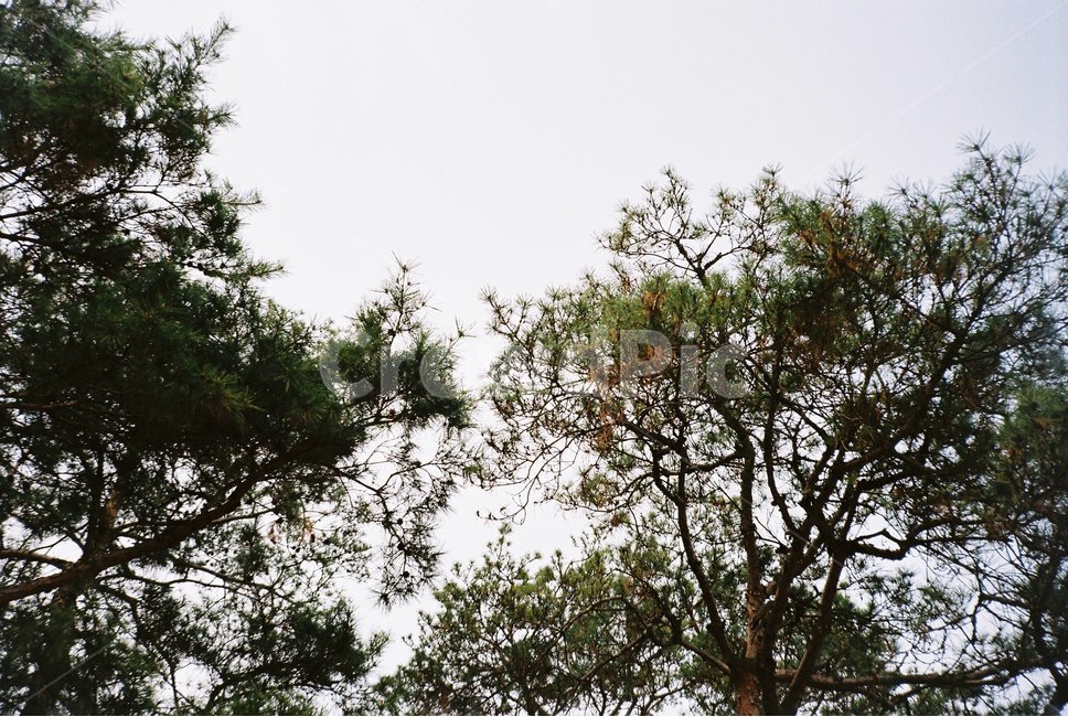 나무,tree,pine,소나무,초록나무,자연,풍경,nature,landscape,plant,식물