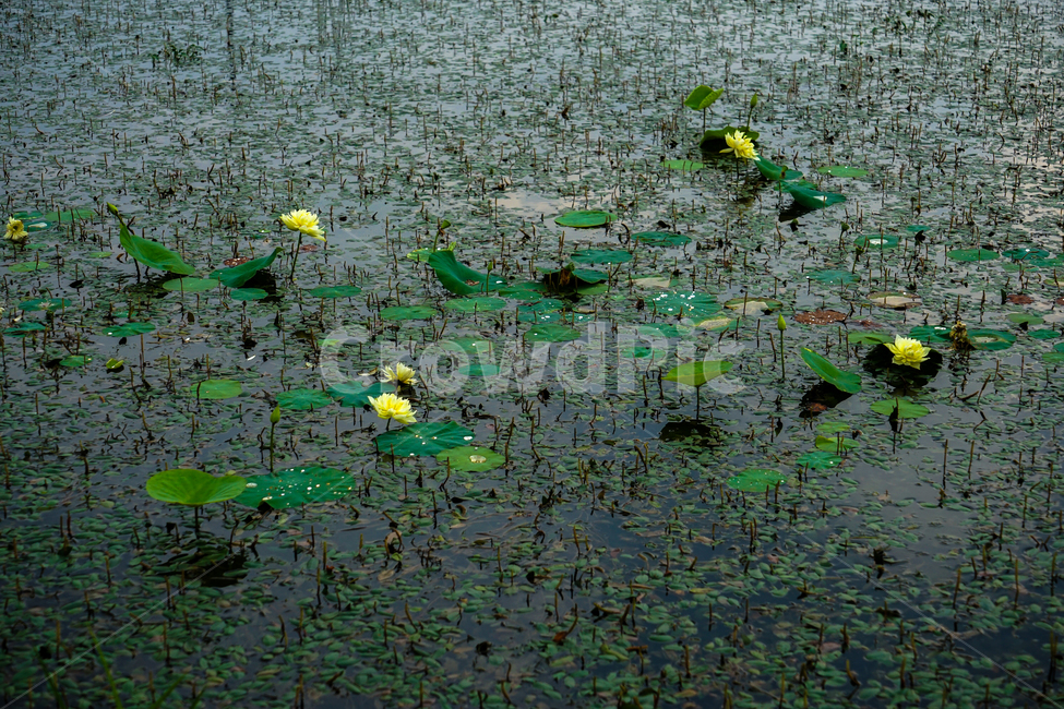 연,연밭,연꽃,꽃,식물,자연,수생,식물,자연,plants,nature,꽃,flower