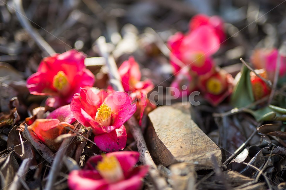 꽃,flower,동백,낙화,감성,풍경,아침,식물,자연,plants,nature,꽃,flower,감성,sensible,feeling