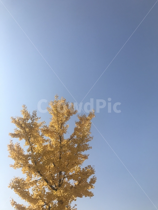 가을,풍경,은행나무,하늘,landscape,가을,계절,fall,autumn,season,식물,자연,plants,nature,나무,trees,wood,tree,plant