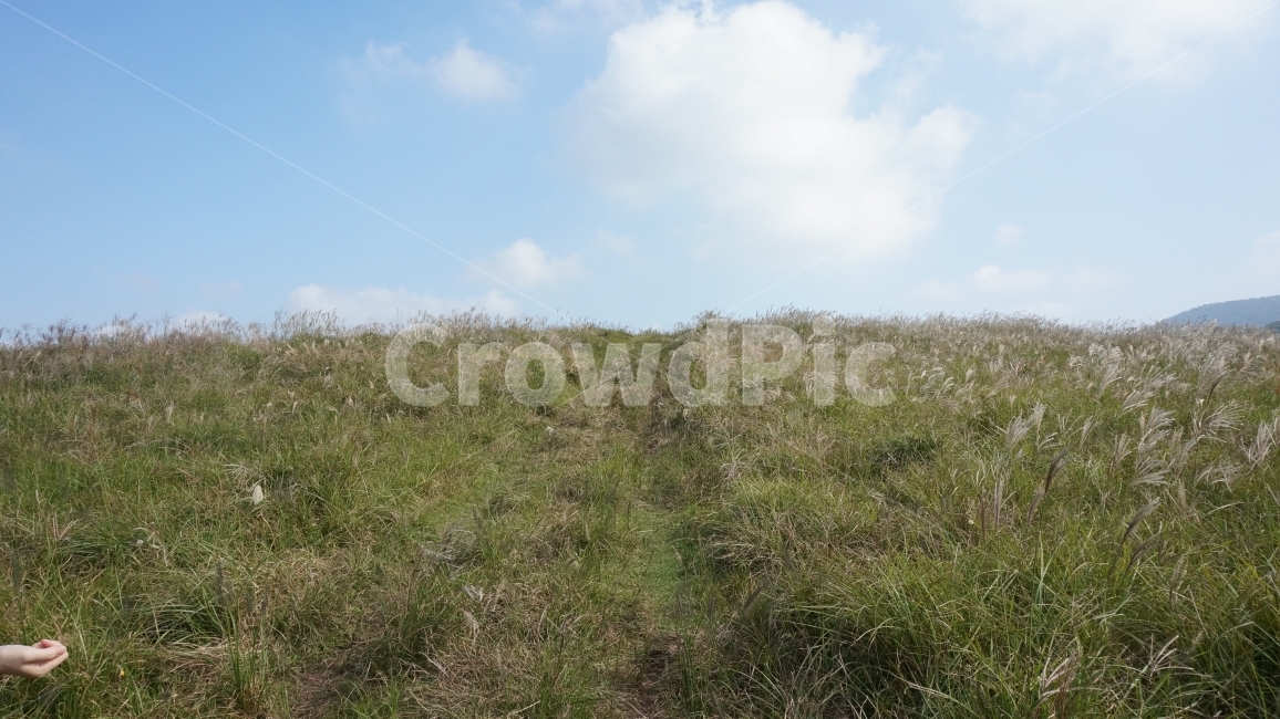 바다,자연,새,숲,수목원,자연,풍경,nature,landscape,outdoors,옥외,grassland,목초지,field,들,vegetation,초목,plant,식물