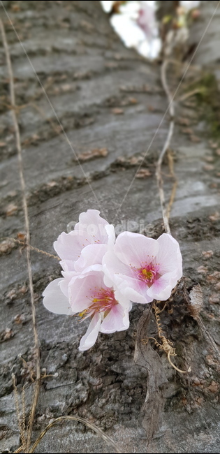 벚꽃,벚꽃나무,식물,plant,봄