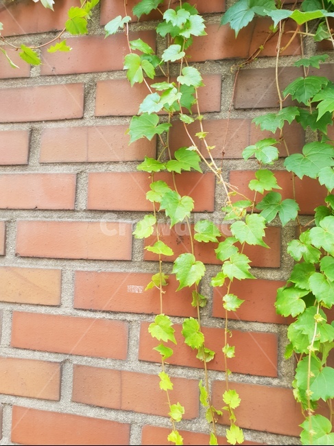 담쟁이,담벼락,싱그로운,초록이,자연,벽돌,햇살,식물,자연,plants,nature