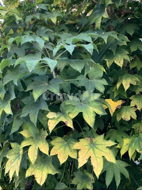 leaf,잎,plant,식물,음나무,그라데이션,식물,자연,plants,nature