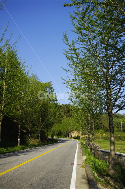 가로수,신록,초록,나무,식물,plant,도로,길,하늘,자연,풍경,nature,landscape,road,freeway,고속 도로,highway,고속도로,asphalt,아스팔트