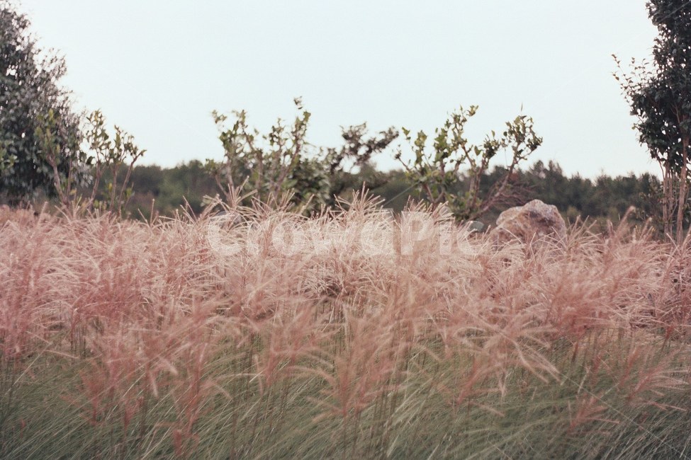 핑크뮬리,풍경,가을,자연,분위기,제주,가을,계절,fall,autumn,season,자연,풍경,nature,landscape,감성,sensible,feeling,grass,잔디,plant,식물,lawn,reed,갈대