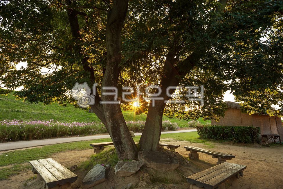Trees,plants,benches,shade,shading,Haemi-eupseong