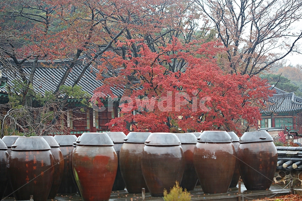 항아리,단지,옹기,단풍,낙엽,가을,자연,풍경,식물,뚜껑,항아리뚜껑,가을,계절,fall,autumn,season,한국전통,한국문화,korean traditional,korean culture