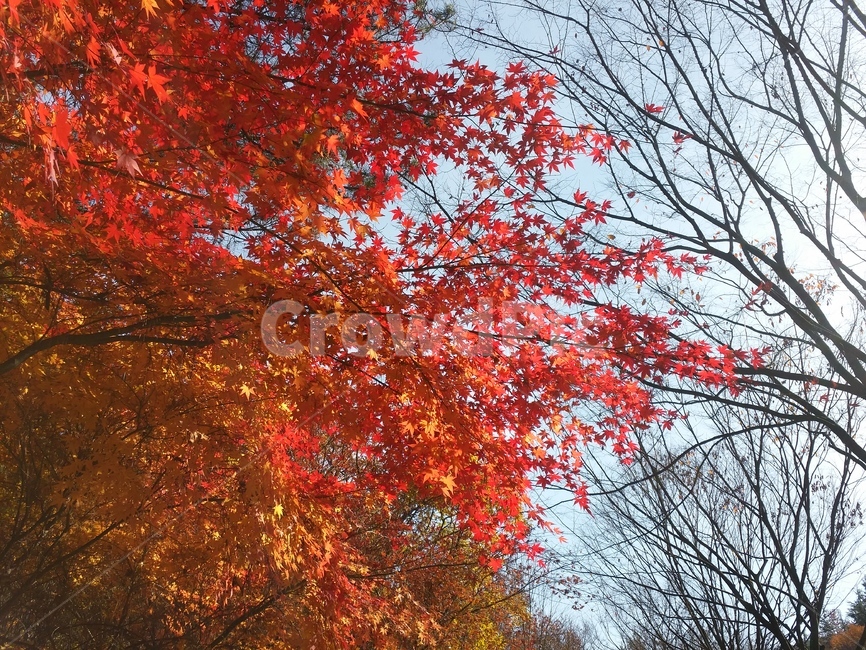 가을,단풍,낙엽,나무,메이플,fall