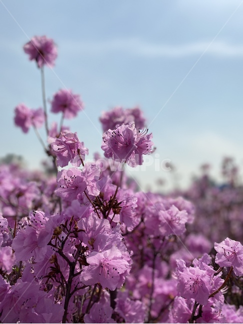 flower,꽃,blossom,식물,plant,봄,철쭉,pink,spring