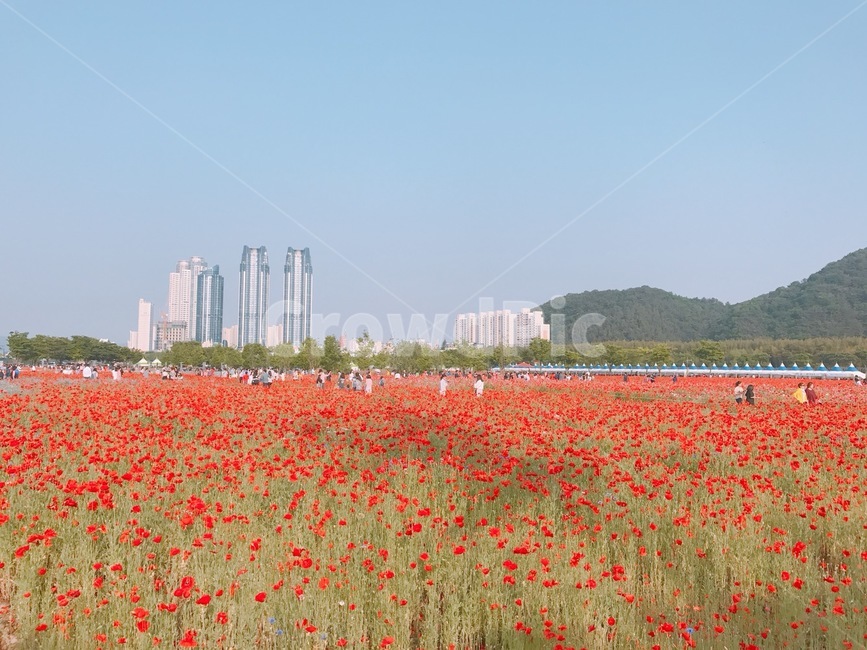 양귀비,빨강,꽃,푸름,자연