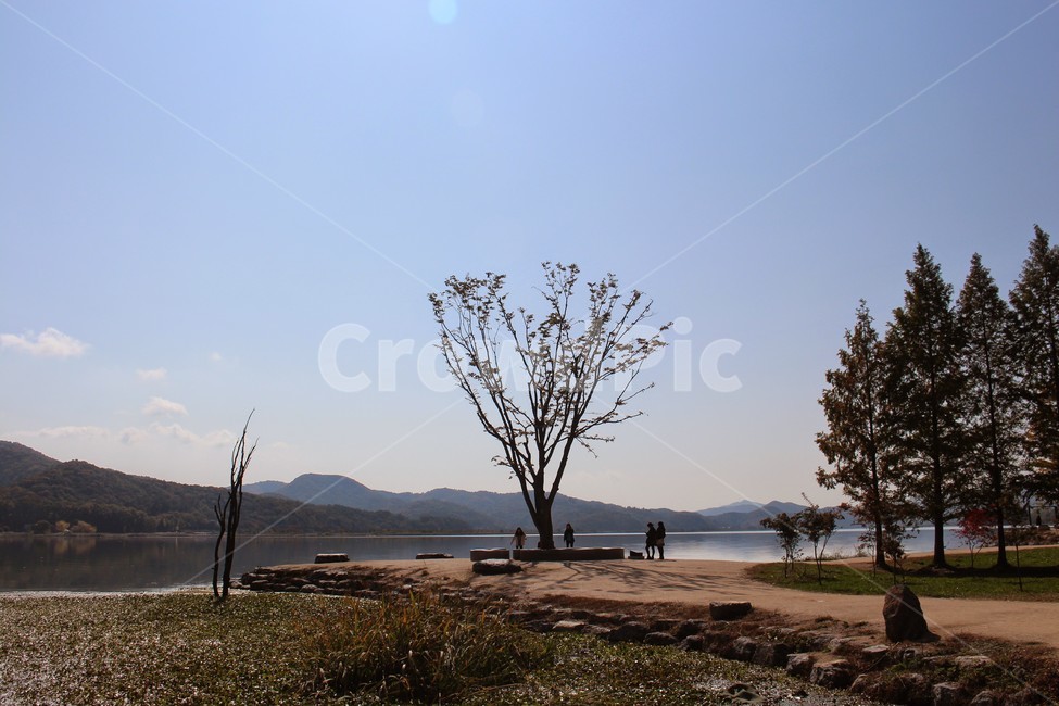 양평,두물머리,가을,하늘,나무,힐링,가을,계절,fall,autumn,season,자연,풍경,nature,landscape,한국자연풍경,한국자연경관,korea nature landscape,ground,바닥,tree,plant,식물