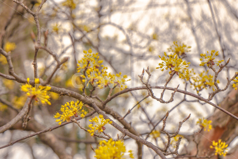 봄,산수유,노란꽃,꽃,하늘,나무,노란빛,노란색,봄꽃,봄,계절,spring,season,식물,자연,plants,nature,꽃,flower,plant