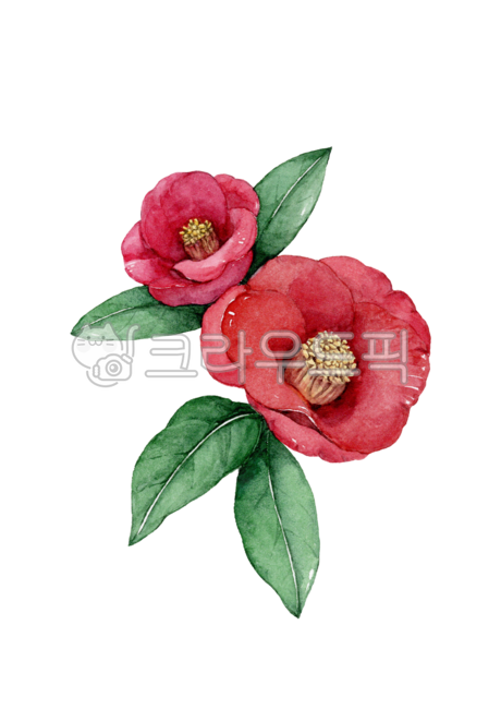 동백꽃,동백,꽃,붉은꽃,봄,flower