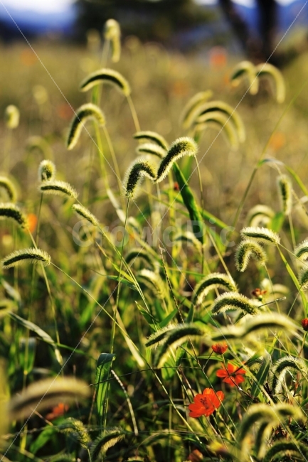 강아지풀,가을,따듯한,가을풍경,fall,가을모습,일몰,식물,자연,plants,nature,휴식,힐링,rest,relaxation,healing