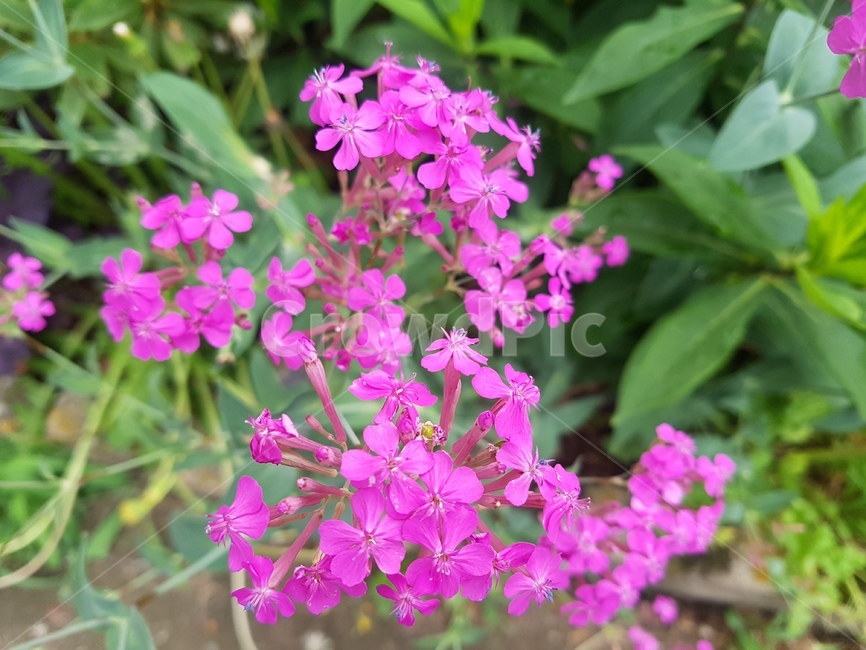 geranium,제라늄,blossom,꽃,flower,plant,식물