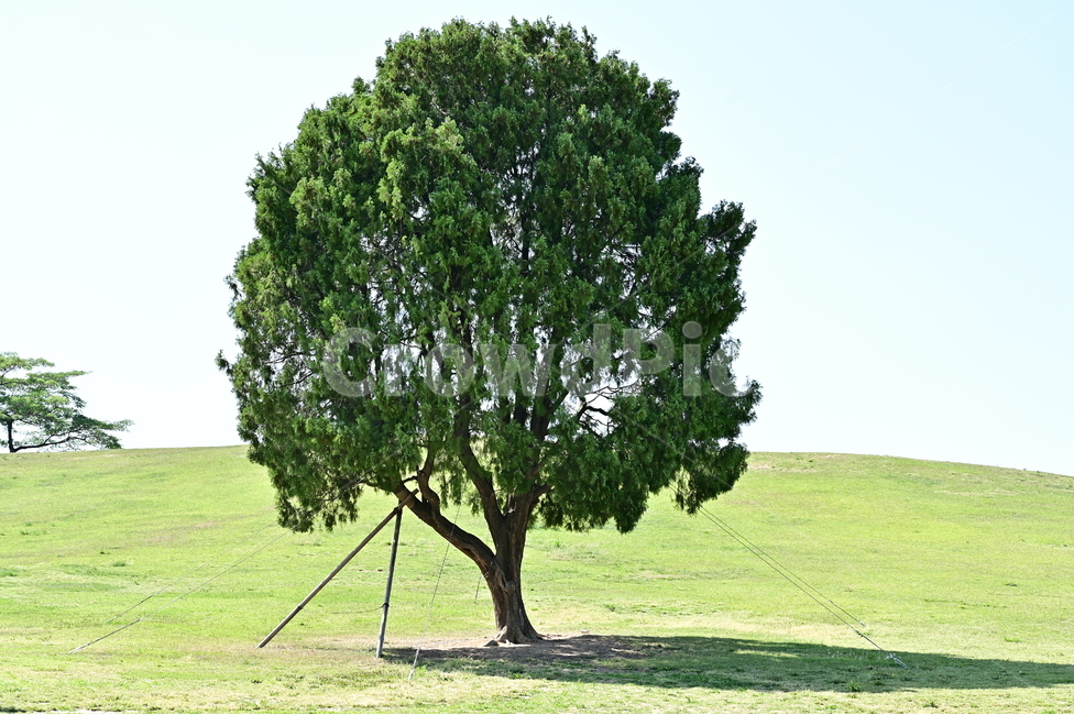 올림픽공원,나홀로나무,나무,식물,tree,lonelytree