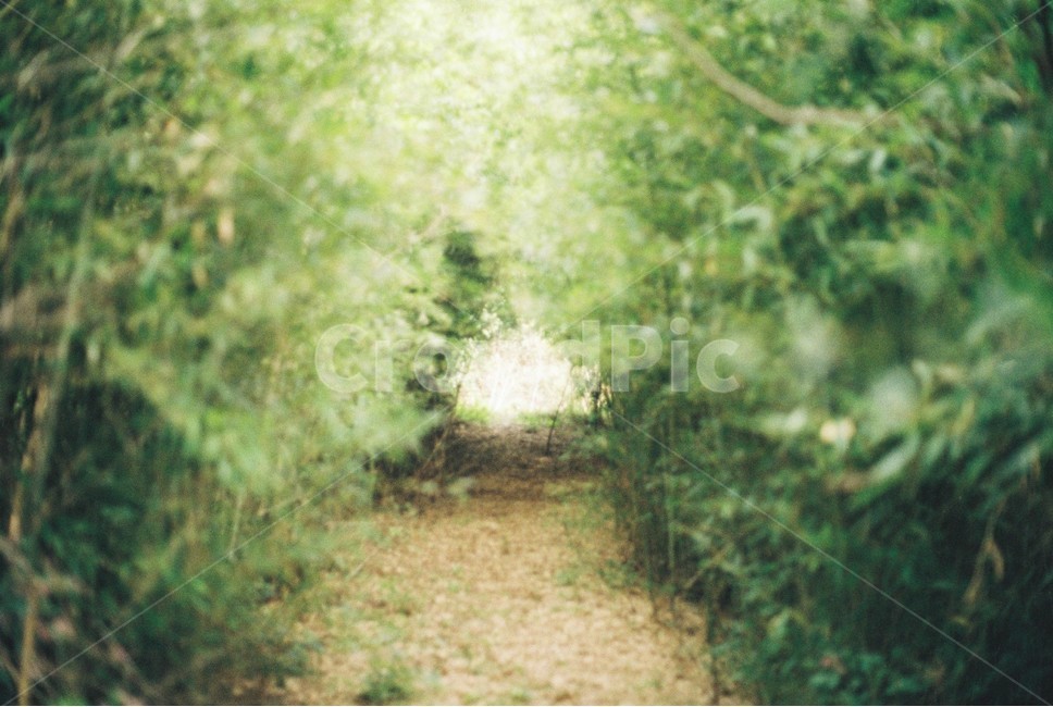 대나무,산길,자연,필름,필름사진,자연,풍경,nature,landscape,감성,sensible,feeling
