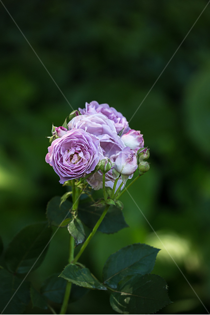 장미,자연,꽃,장미공원,장미축제,식물,자연,plants,nature,꽃,flower