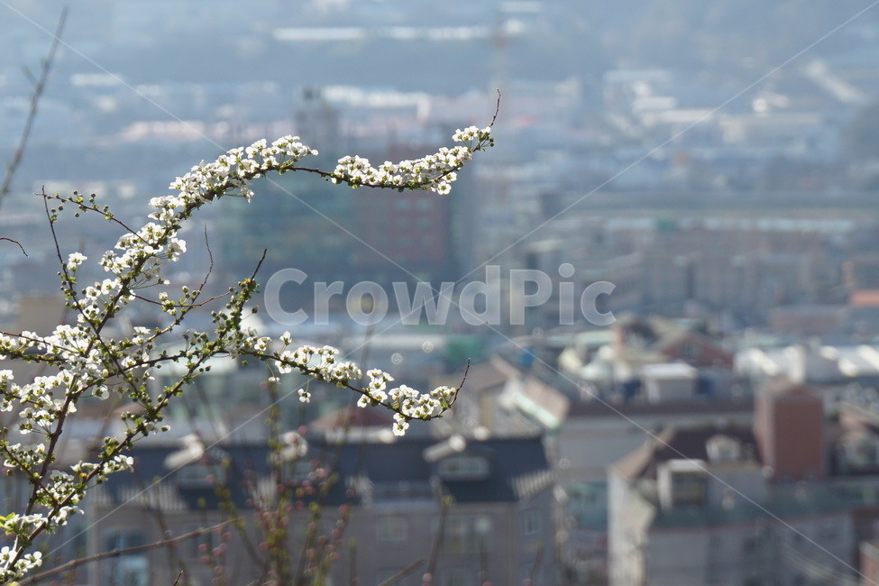 흰꽃,3월,도시,하늘,회색,건물,봄,계절,spring,season,식물,자연,plants,nature,꽃,flower,plant,blossom