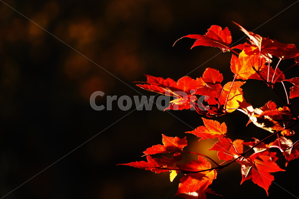가을,붉은색,단풍,나무,낙옆,산,가을,계절,fall,autumn,season,leaf,잎,plant,식물,tree