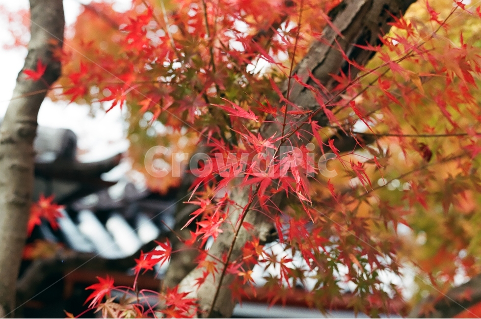 가을,단풍,노란색,붉은색,나뭇가지,가을,계절,fall,autumn,season,식물,자연,plants,nature,감성,sensible,feeling,leaf,잎,plant,tree,나무,maple