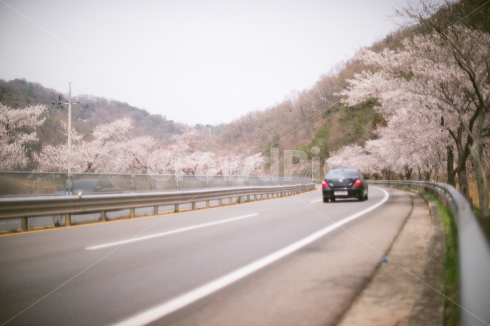 벚꽃,화순,아스팔트,국도,봄풍경,차량,자동차,차,car,교통,road,도로,vehicle