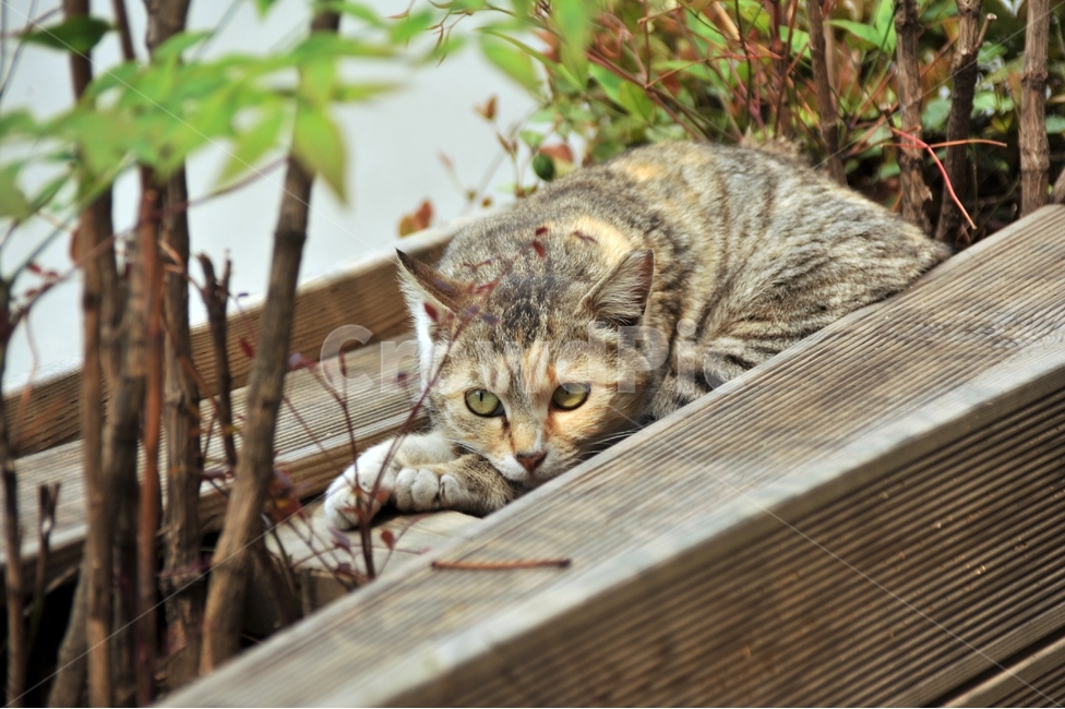 고양이,애묘,길고양이,동물,cat,동물,animal,포유류,mammal,고양이,cat,kitten,kitty