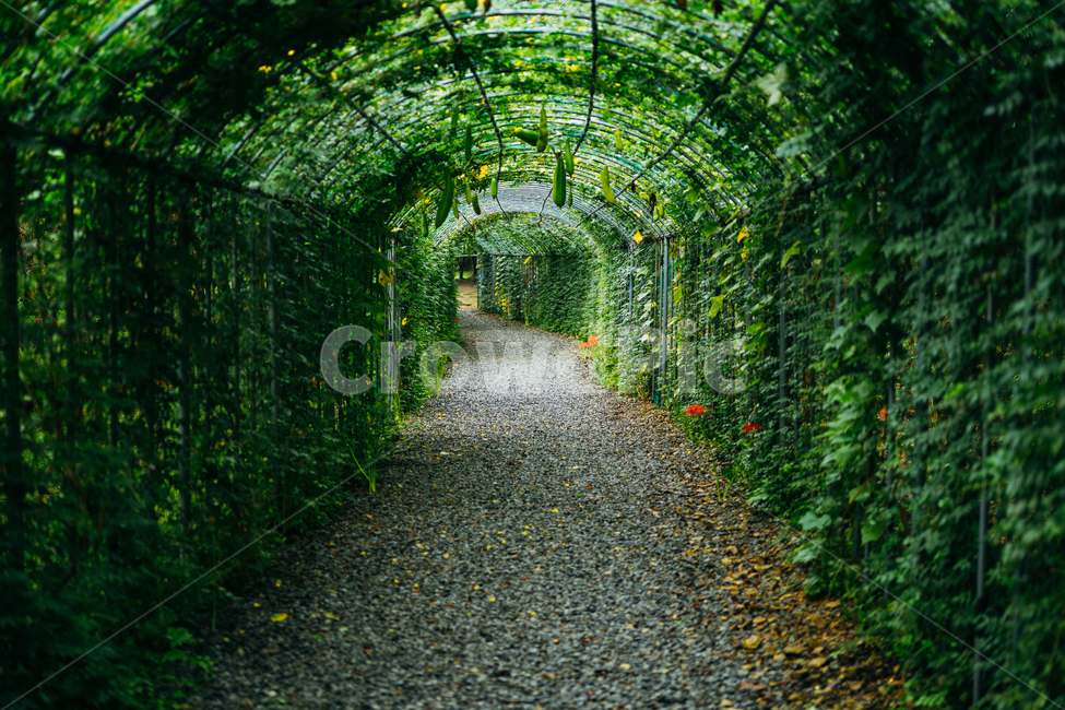 터널,초록,길,넝쿨,수세미,자연,풍경,nature,landscape,porch,현관,patio,안마당,pergola,페르 골라