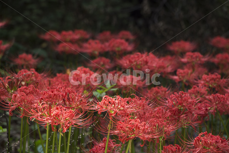 꽃무릇,상사화,꽃,식물,자연,여름,배경,식물,자연,plants,nature,꽃,flower