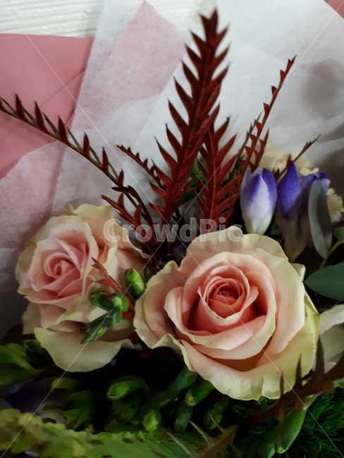 장미,꽃,장미꽃,rose,flower,꽃,flower,기념일,축하,anniversary,congratulation,celebrate,celebration
