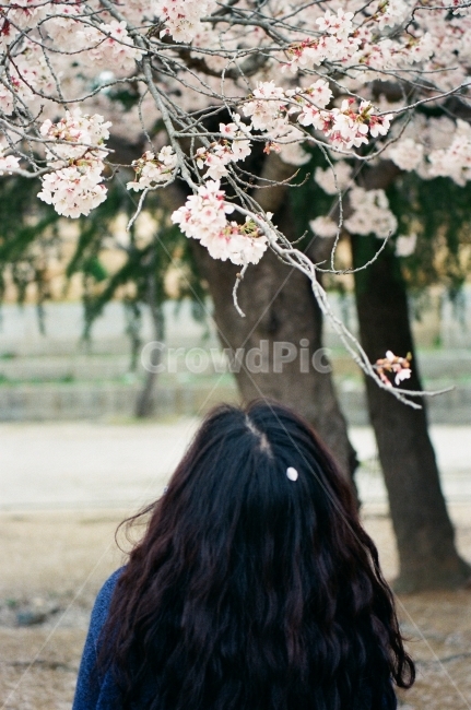 벚꽃,봄,계절,감성사진,필름사진,빈티지,빈티지사진,색감,감성,봄,계절,spring,season,식물,자연,plants,nature,꽃,flower,사람,인물,인간,human,person,여성,여자,woman,female,lady,감성,sensible,feeling,plant,blossom