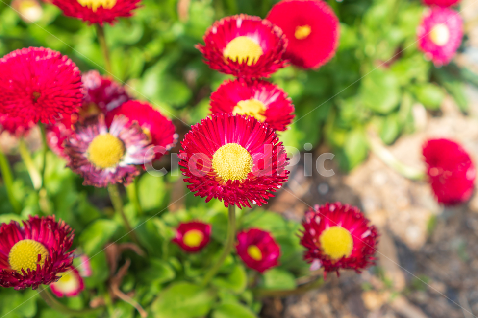 꽃,봄꽃,봄,식물,자연,nature,flower,spring,식물,자연,plants,nature,꽃,flower
