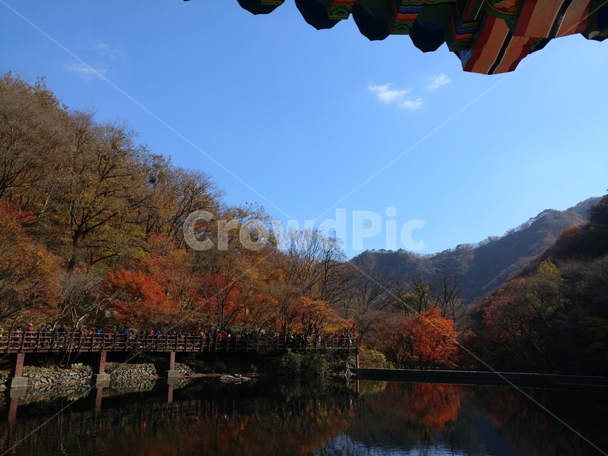 water,물,단풍,풍경,경치